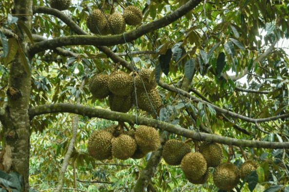 Chiêm ngưỡng những vòm cây trĩu quả ở Lái Thiêu