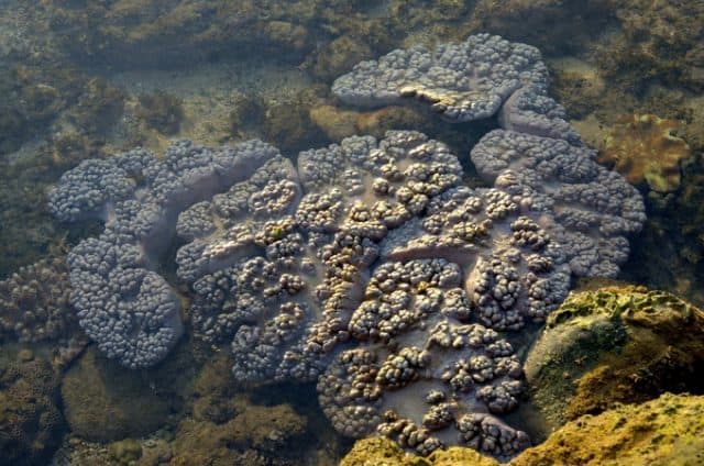 Những rạn san hô tuyệt đẹp ở biển Hòn Yến (Ảnh sưu tầm) 