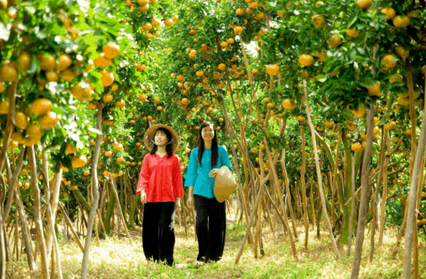 Dạo quanh vườn cây ăn trái Lai Thiu