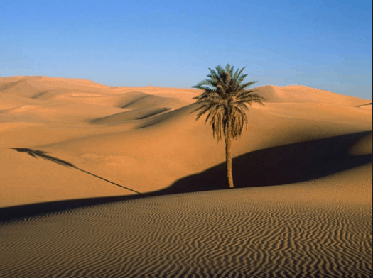 Vẻ đẹp hoang sơ của đồi cát