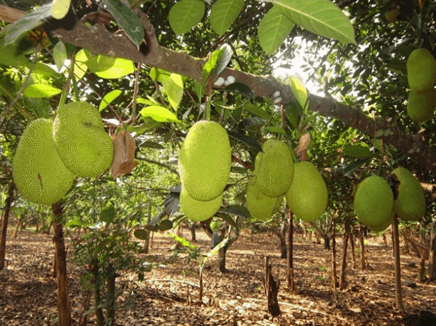 Vườn cây ăn trái giáp với thác Đá Hàn