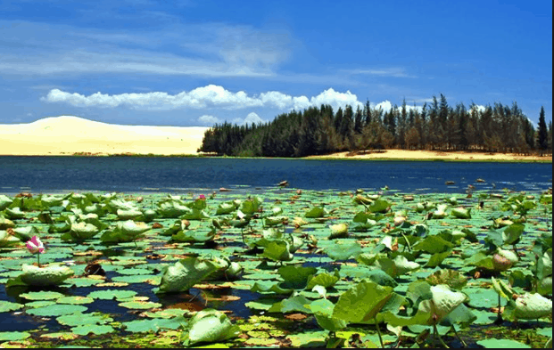 Hoa sen bao phủ hồ bơi