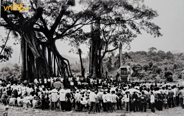 Ghé thăm di tích cây đa Tân Trào – Biểu tượng cách mạng của Thủ đô Khu giải phóng Tuyên Quang