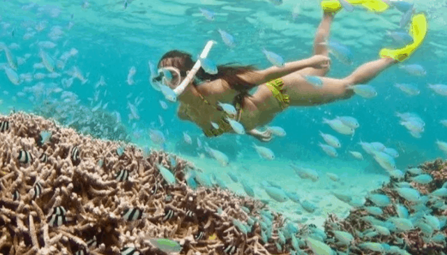 Ngắm rạn san hô đẹp tại Côn Đảo