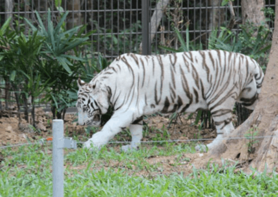 Hình ảnh những chú hổ trắng tại Vườn thú Winparl Safari
