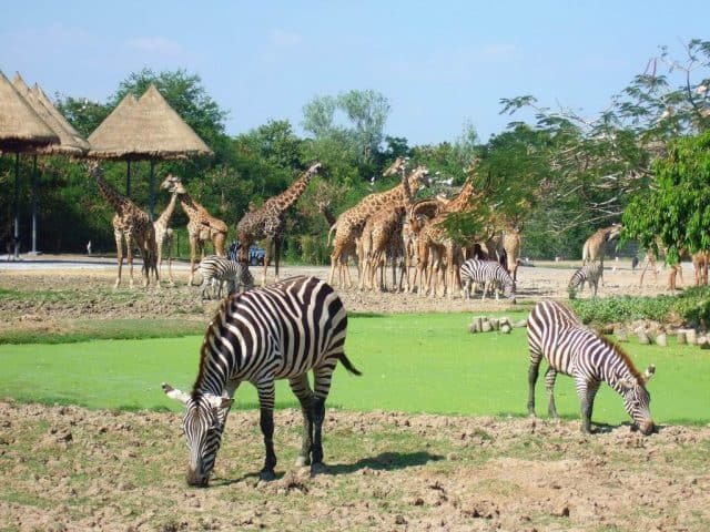 Safari World Bangkok (Ảnh ST)