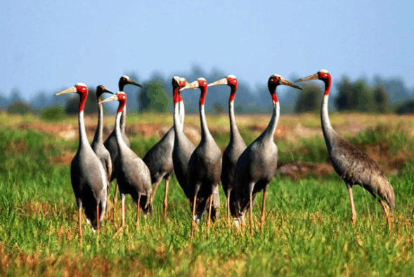 Sếu đầu đỏ - Loài chim quý hiếm cần được bảo tồn