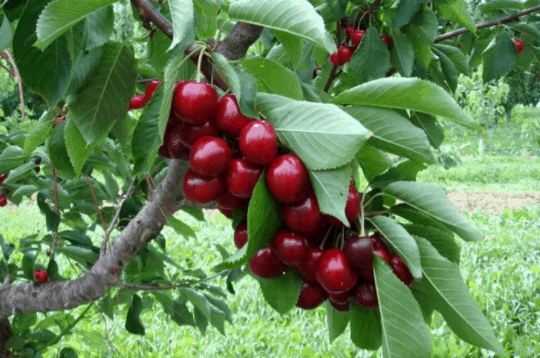 Chùm trái cây chín đỏ tại vườn Cái Mơn