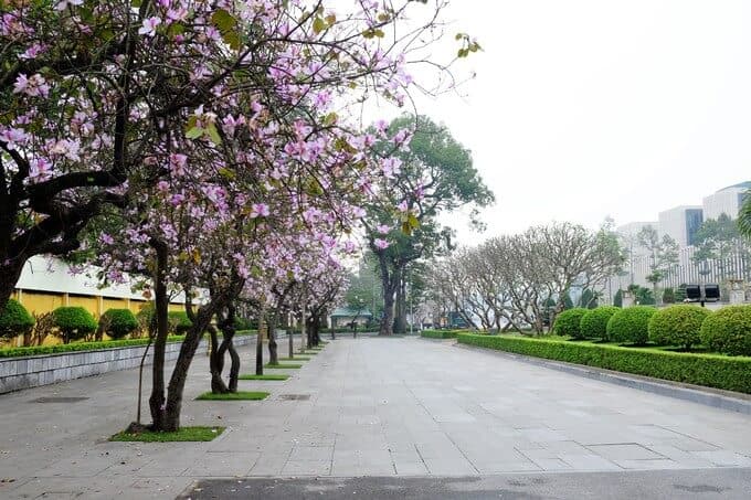 chụp ảnh hoa ban ở Hà Nội