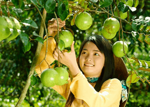 Du khách có thể tự tay hái trái cây tại vườn trái cây Phú An Kang