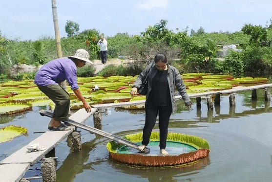 Đứng lên lá sen trên một chiếc mâm thiếc