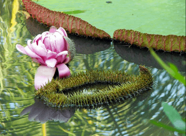 Tham quan chùa Phước Khiển