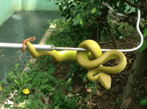Tìm hiểu thêm về cuộc sống của loài rắn tại Trại rắn Đồng Tôm