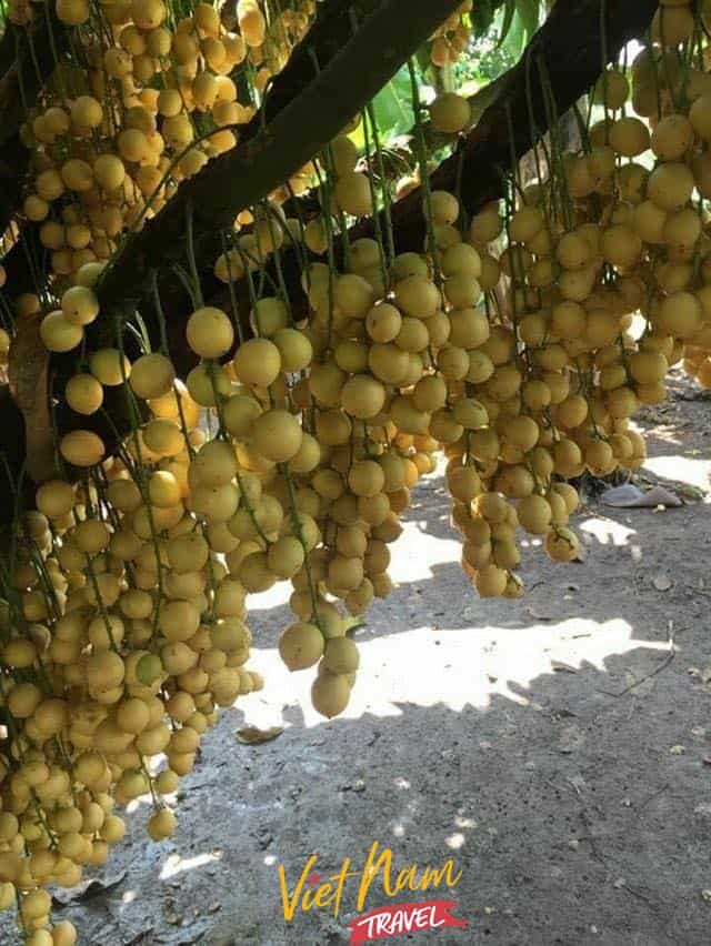 Vườn cây ăn trái Út Tiêu Long Khánh