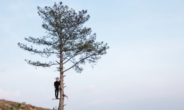 The pine tree ... not alone!  (Photo: ST)