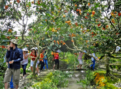 vườn trái cây ở tây ninh