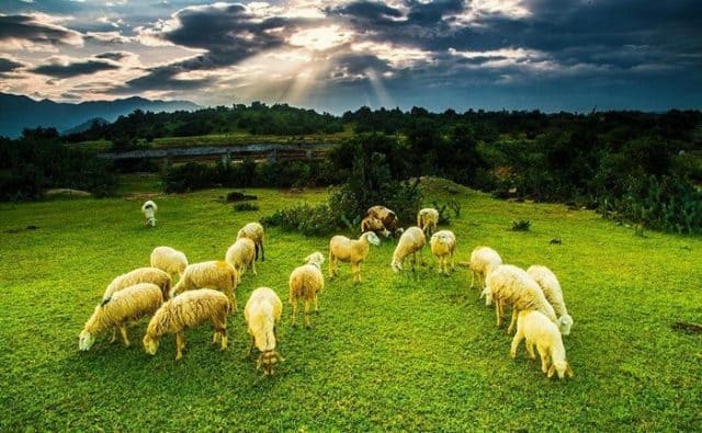 Đồng Cừu An Hòa - Lối vào gây sốt giới trẻ