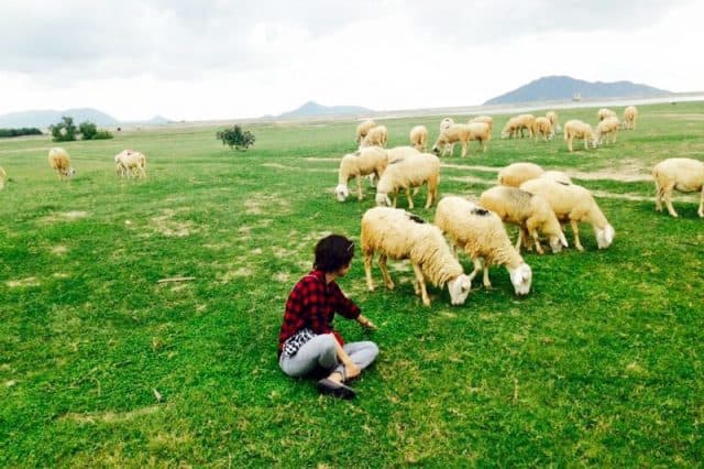 Đồng Cừu An Hòa - Lối vào gây sốt giới trẻ