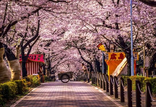 du lịch Nhật Bản mùa xuân