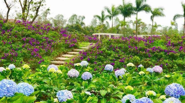 vườn hồng rose part ở Long Biên
