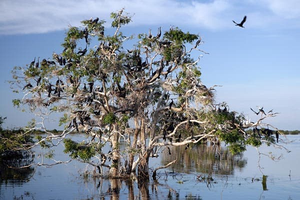 Khám phá Biển Hồ Campuchia, hồ nước ngọt lớn nhất Đông Nam Á