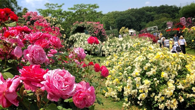 Vườn hồng rose part Long Biên (ảnh st)