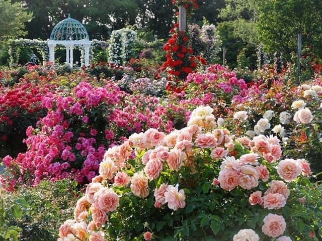 Công viên hoa hồng ở Long Biên (ảnh ST)