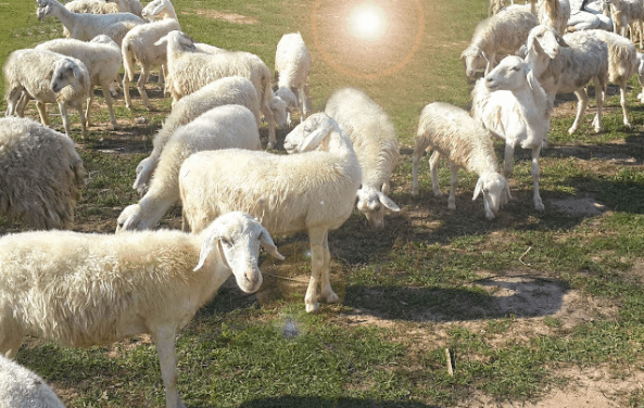 Đồi cừu rất có thể là "từ khóa" cho kì nghỉ lễ thú vị của bạn đấy! (ảnh ST)