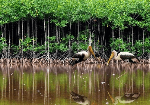 Cơ hội tận mắt chứng kiến những loại động thực vật độc kỳ lạ thế này chỉ mất bên trên rừng đước Trà Vinh