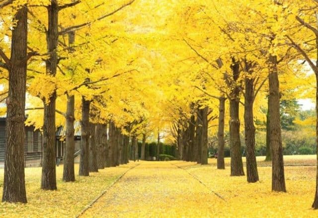 Đồi cây Kochia - Ibaraki mùa thu