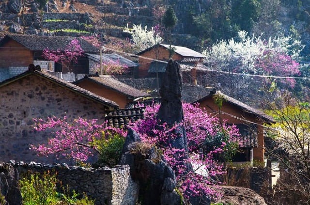 Sapa bạt ngàn hoa mận, hoa đào len lỏi vào từng bản làng nhỏ