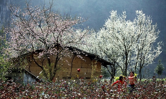 Hoa mận hoa đào mang hơi thở mùa xuân về trên rẻo cao