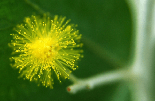 Thiên nhiên đã tạo ra mimosa với những sợi tơ nhỏ kết thành những bông gòn nhỏ xinh