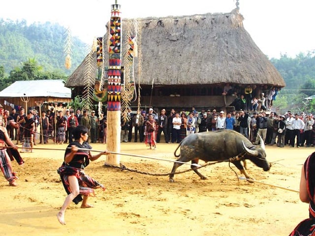 Nghi lễ đâm trâu tượng trưng cho âm thanh của tiếng bò và sự vui mừng.