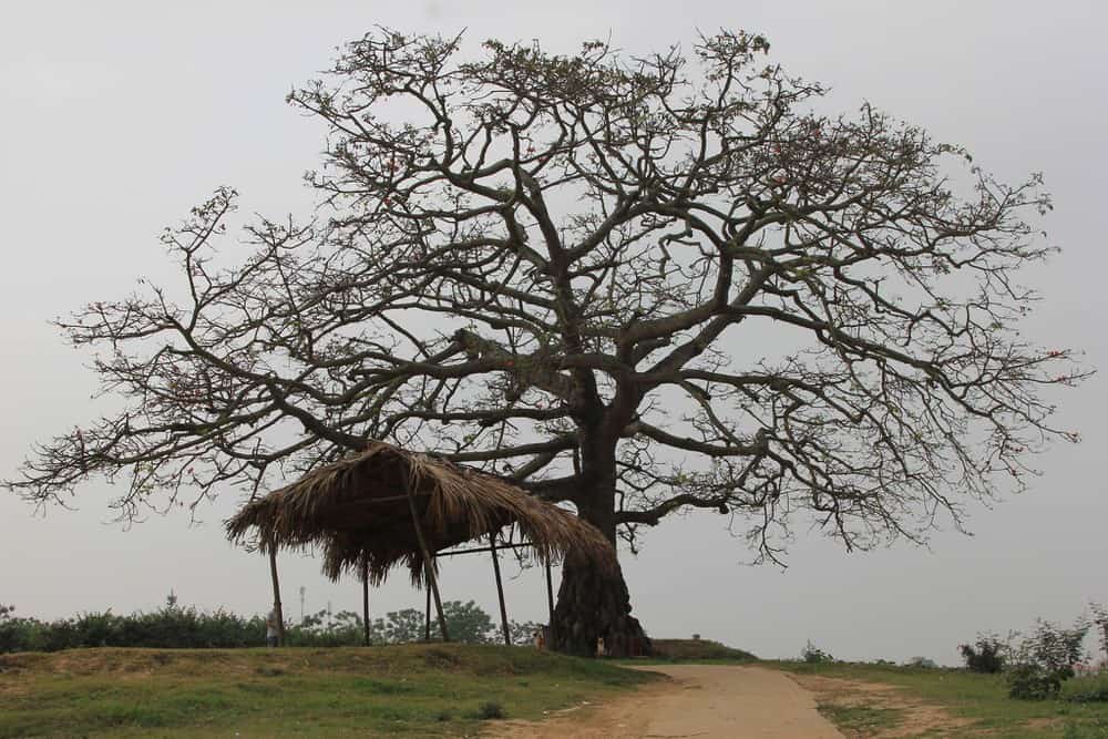 Thân cây sơ xác vào mùa đông