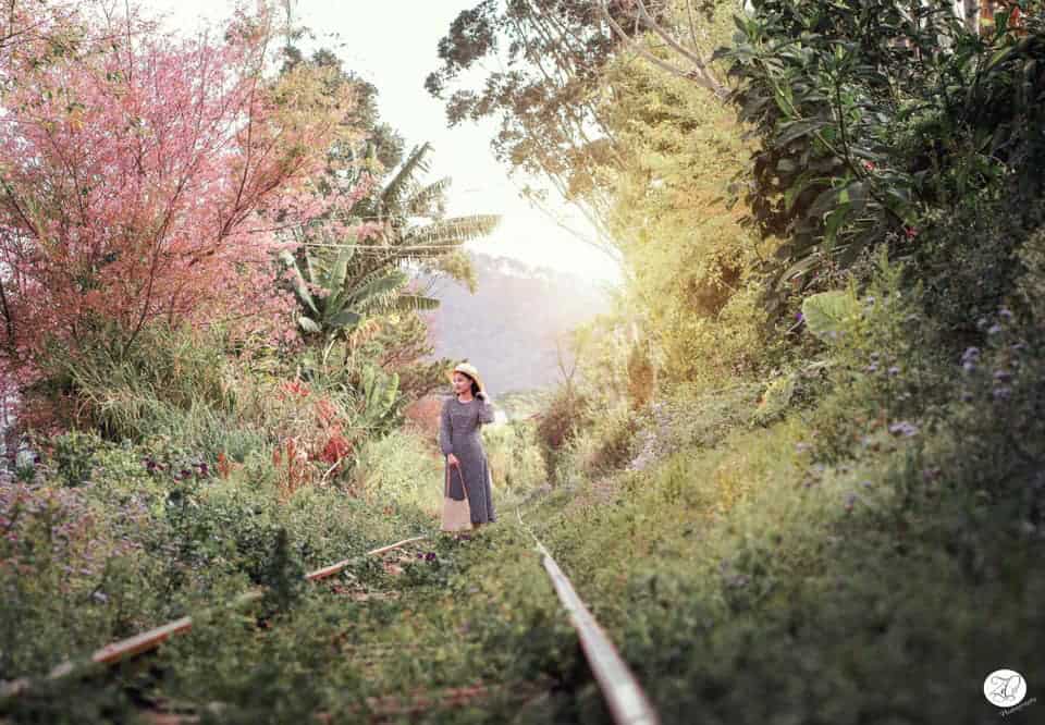 Đường tàu ngập tràn cây xanh và hoa mai anh đào mỗi độ mùa xuân. Hình: Welcome to Dalat