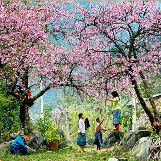 Đào rừng với màu sắc "ngọt ngào" nở rộ khắp các cung đường Hà Giang