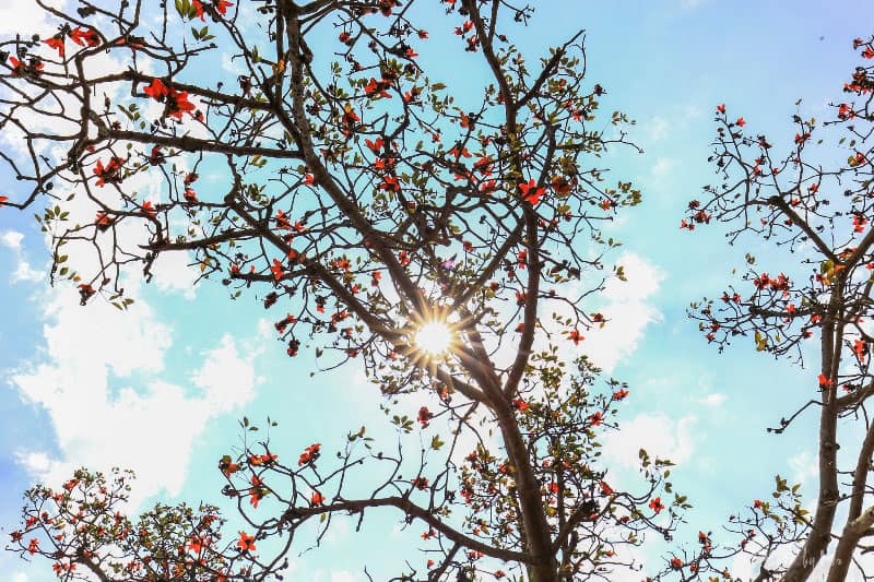 Nhấn vào ảnh để phóng to Ngỡ ngàng vẻ đẹp hoa gạo dưới ánh nắng mùa hạ