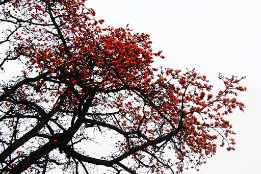 Nhấn vào ảnh để phóng to Hoa gạo - Vẻ đẹp say đắm lòng người