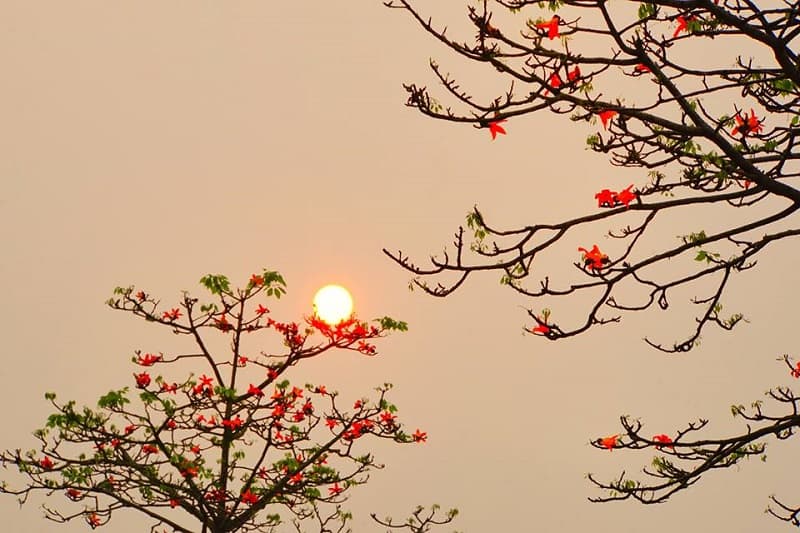 Nhấn vào ảnh để phóng to Ngắm nhìn hoa gạo trước hoàng hôn