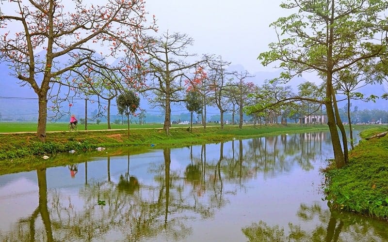 Nhấn vào ảnh để phóng to Cây hoa gạo trồng nhiều ở đường làng thôn Đoan Nữ