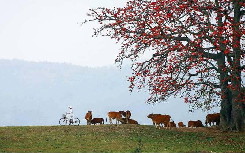 Nhấn vào ảnh để phóng to Hoa gạo gắn liền với khung cảnh miền quê