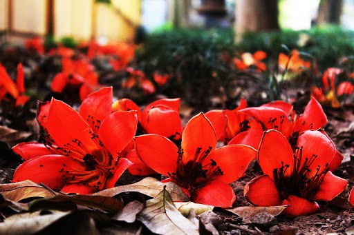 Nhấn vào ảnh để phóng to Hoa gạo rụng đỏ cả một góc sân