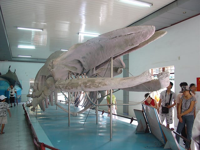 Bảo tàng Hải Dương Học