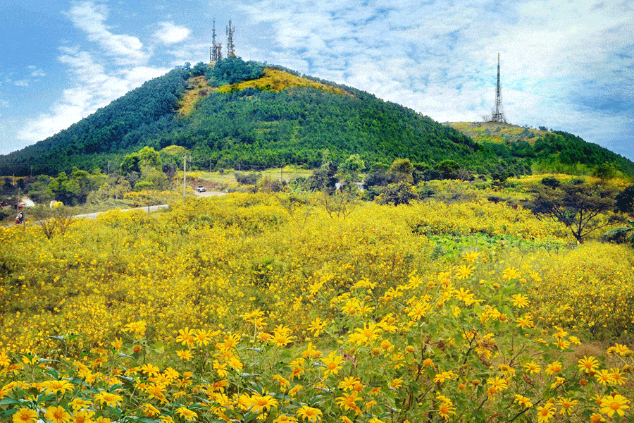 Đỉnh núi Hàm Rồng rực rỡ sắc vàng mùa hoa Dã Quỳ - Nguồn ảnh: Internet