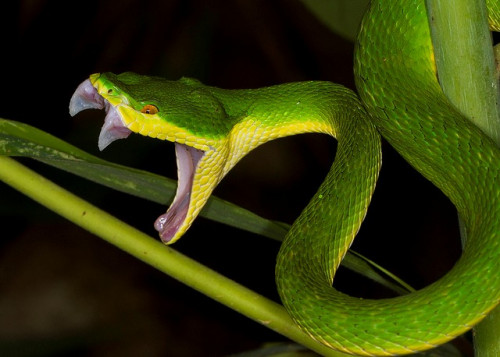 Nằm mơ thấy rắn lục có thể cảnh báo nguy hại cho người khác