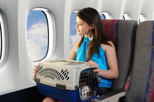Thủ tục cho thú cưng chó mèo đi máy bay nội địa