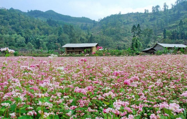 Tam Giác Mạch, loài hoa đặc trưng của cao nguyên Hà Giang. Ảnh: Internet