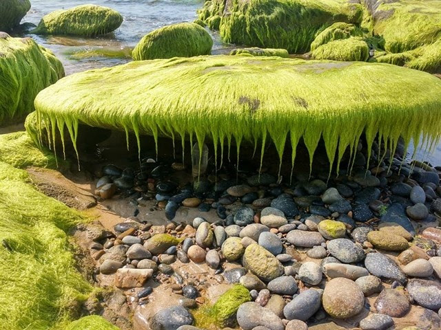 Mùa rêu xanh phủ kín bãi đá biển ở Việt Nam - Vntrip.vn