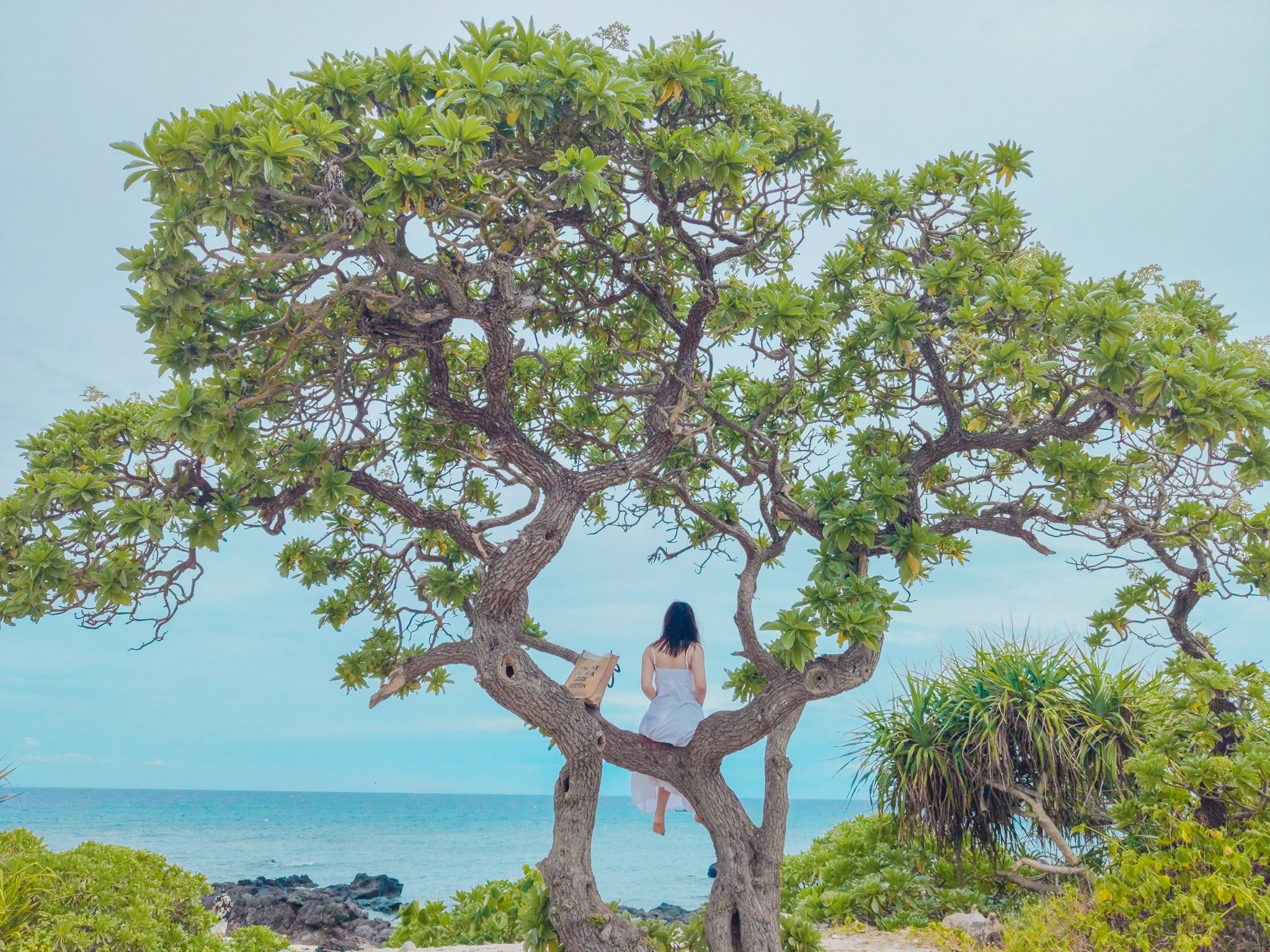 Cây cô đơn ở đảo Lý Sơn. Hình: Hải Yến